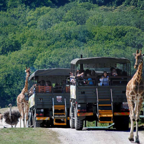 Image showing the Visit to Port Lympne Reserve and Truck Safari for a Family of Four with Shared Animal Adoption product.