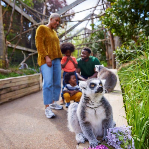 Image showing the Visit to ZSL London Zoo for Two Adults and One Child product.